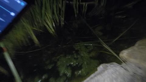 Now for some moss in the pond!
