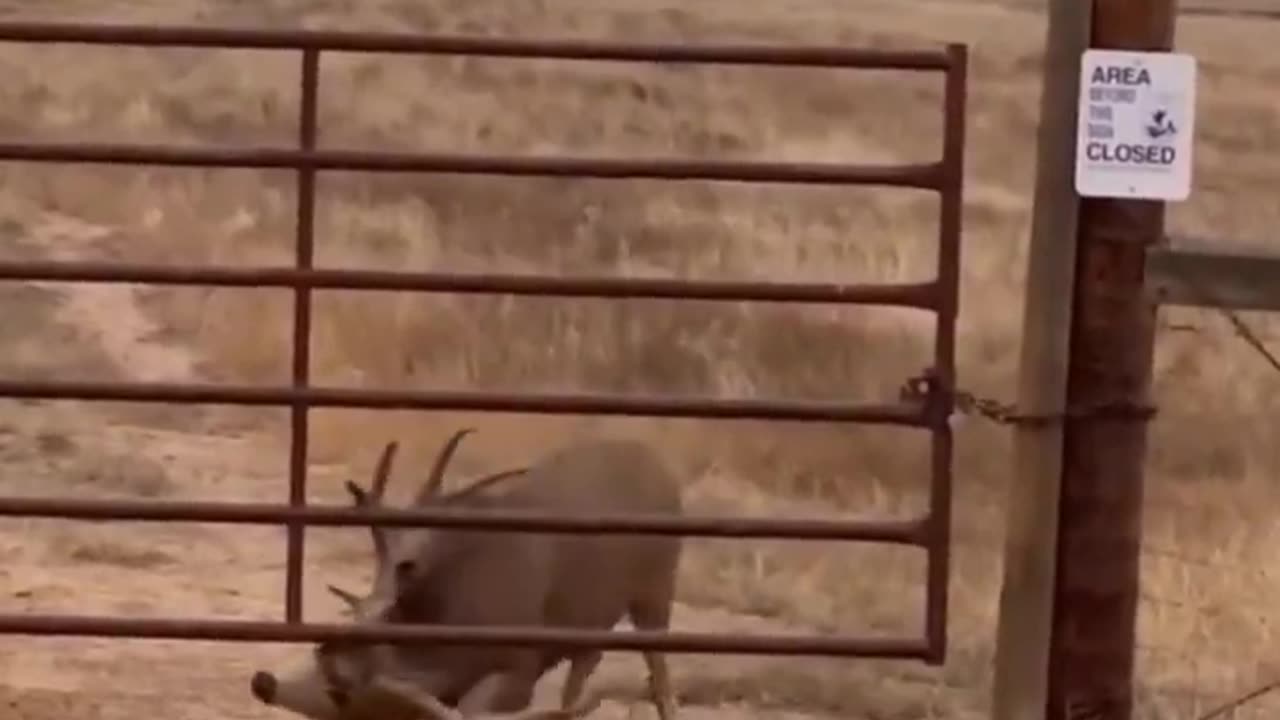 it is smarter than most people.🦌🥰