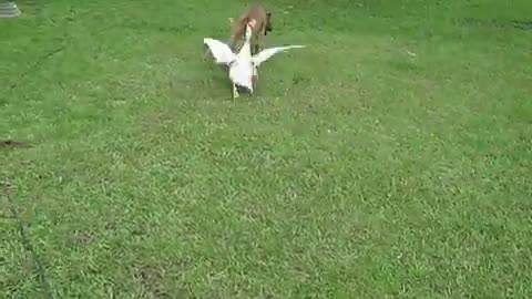 Dog playing with a duck like a wrestling match