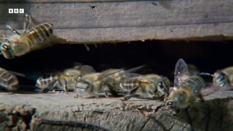 Some of the Greatest Fights in the Animal Kingdom | #4