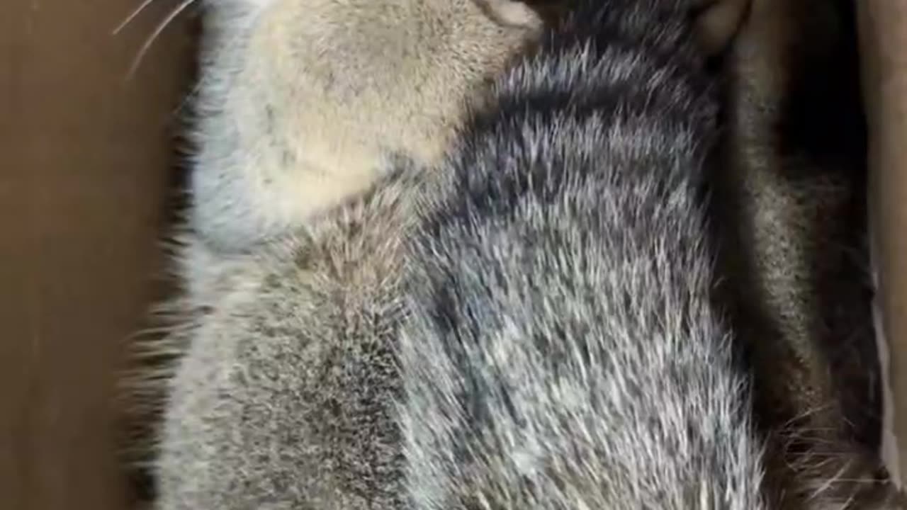 Confusing behavior of cats