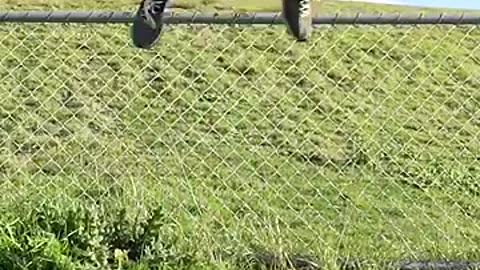 How animal get over a fence