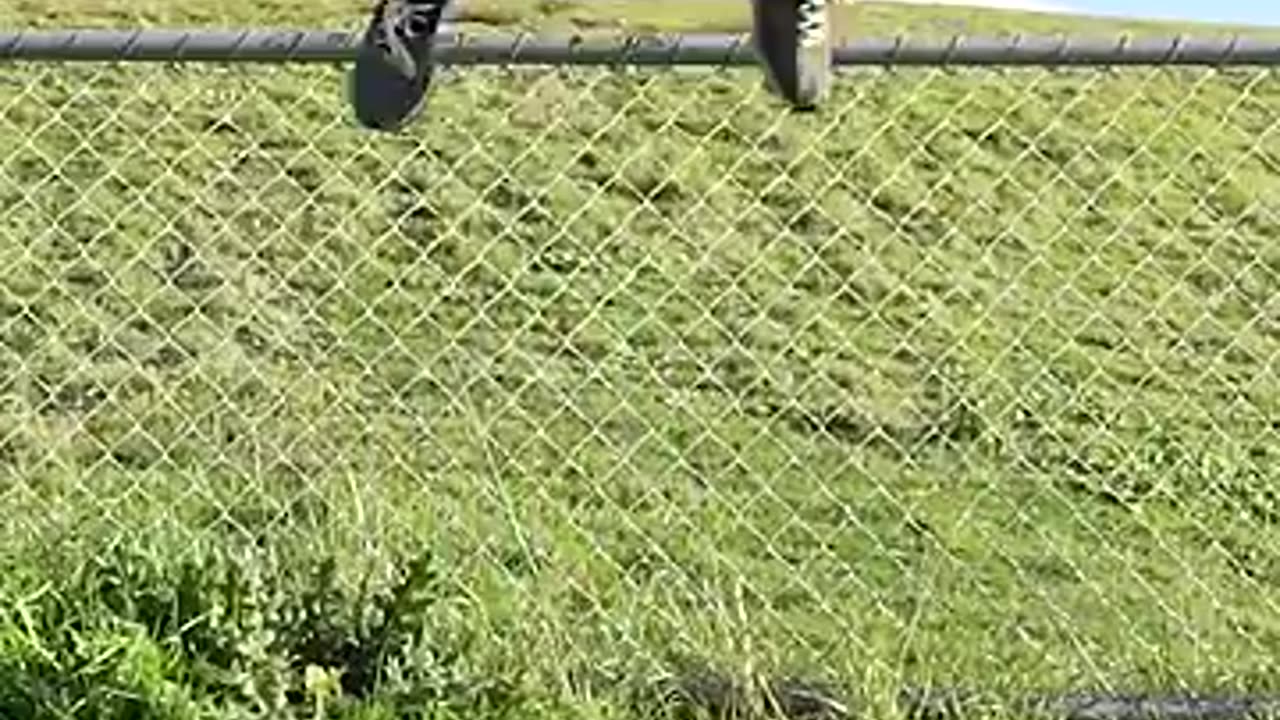 How animal get over a fence