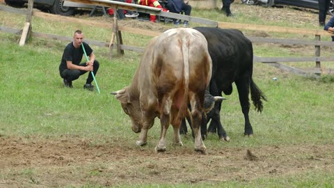 Medonja od Dinar i Šabi vs Garonja od Kaplana Visoko 2025