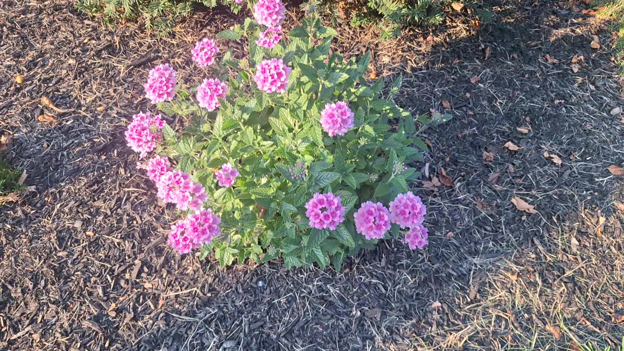 pretty phlox flowers