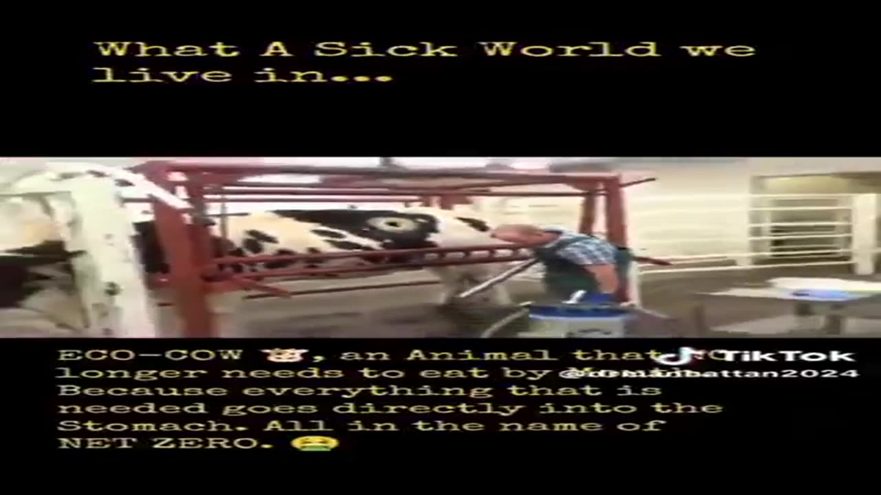 A Cow That No Longer Has To Eat Normally