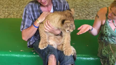 Baby Lion Experience @ Puerto Vallarta Zoo (Jalisco, Mexico) 27