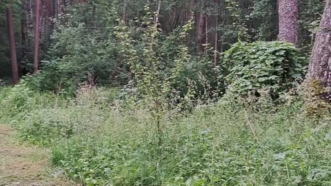 Post-Shop Forest Escape! My Daily Nature Retreat 🌿