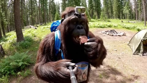 Big foot Found some brownies