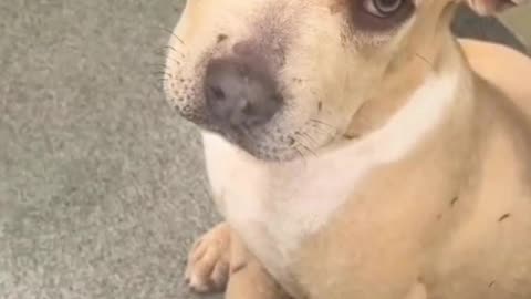 Adopting a dog