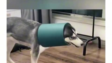 #Animals funny videos