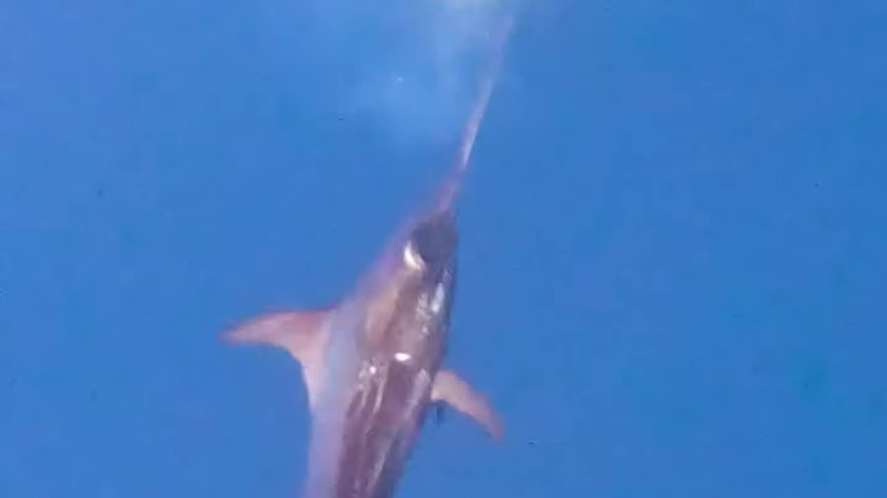 Sail fish and giant squid