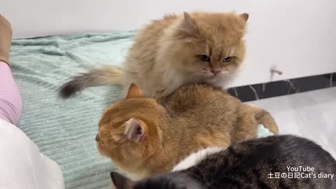 how do all the cats react?