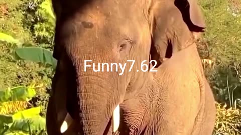 What did the elephant do? #funnyshorts #funnyvideo