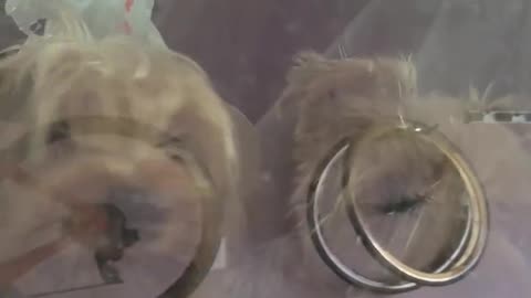 Yorkies ride in company truck, cute! #yorkie #funnydogs #coal