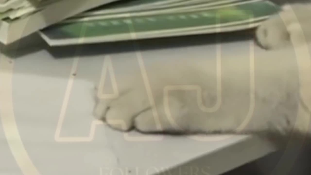 Funny animals video