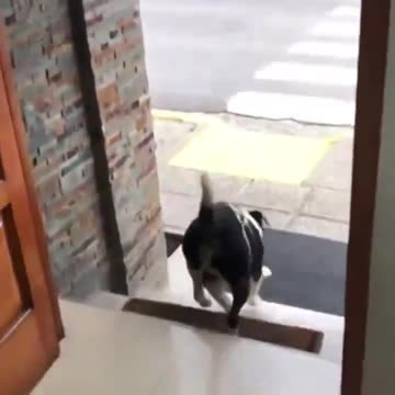 Stray dog getting a treat and he’s so happy..