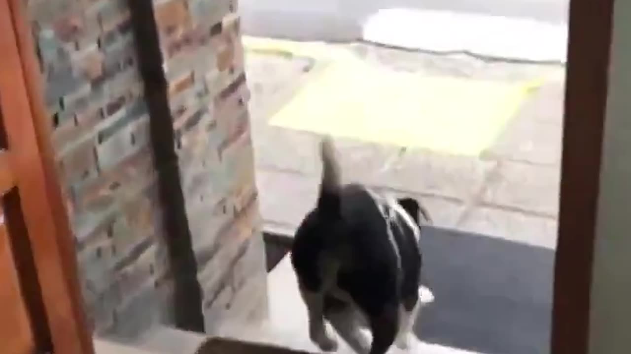 Stray dog getting a treat and he’s so happy..