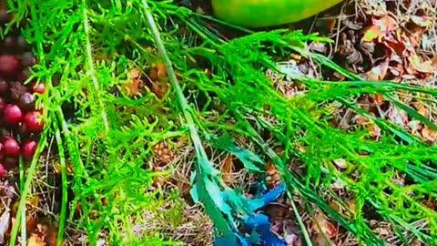 ABSOLUTELY GRATIS FROM EARTH