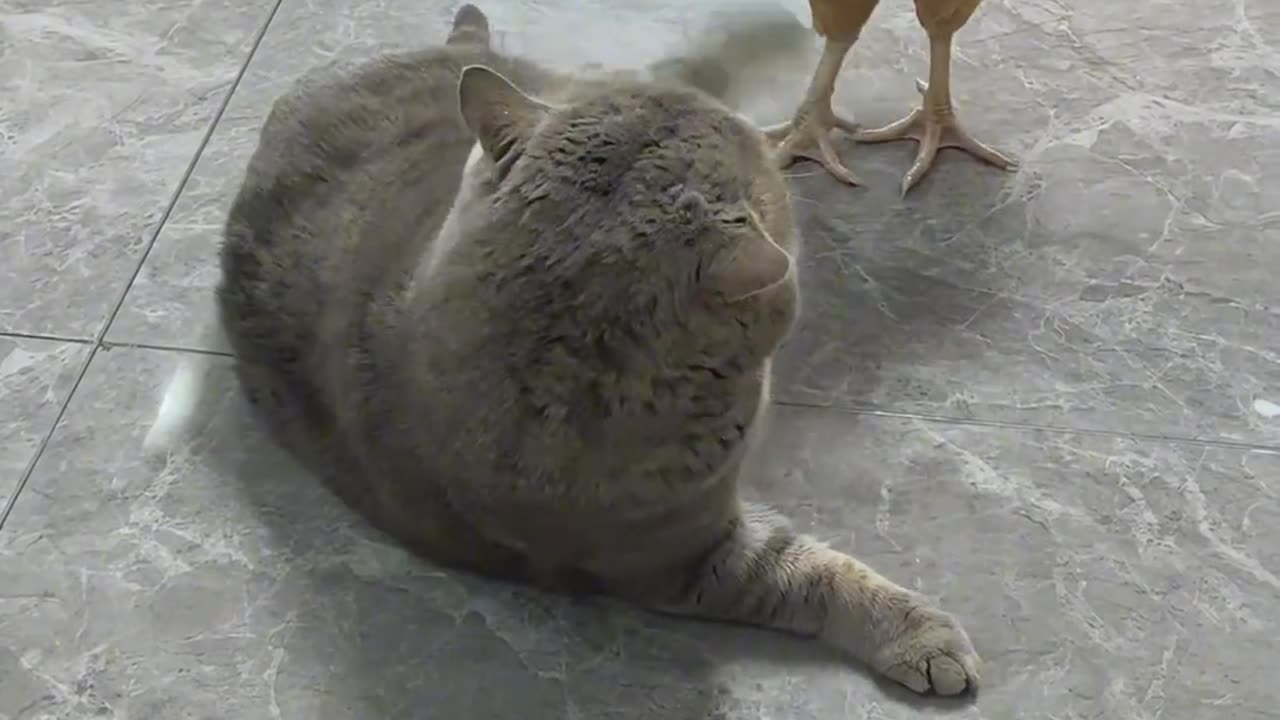 A cat punished by a chicken
