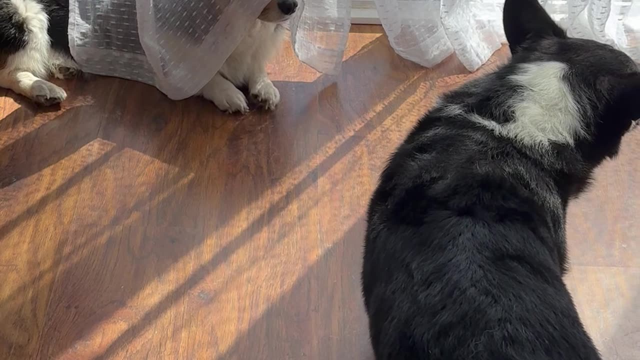 Corgi Plays a Sneaky Prank