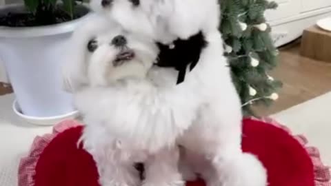 Two Cute Puppies Hugging Each Other 🐶❤️ | Doi Cățeluși Drăguți Care Se Îmbrățișează!