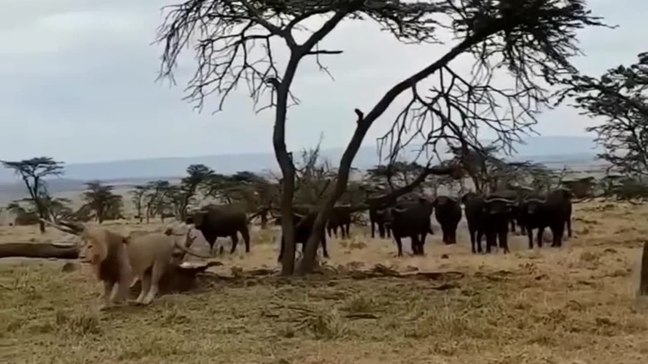 buffalo vs lion