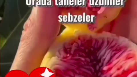 آیات دلنشین