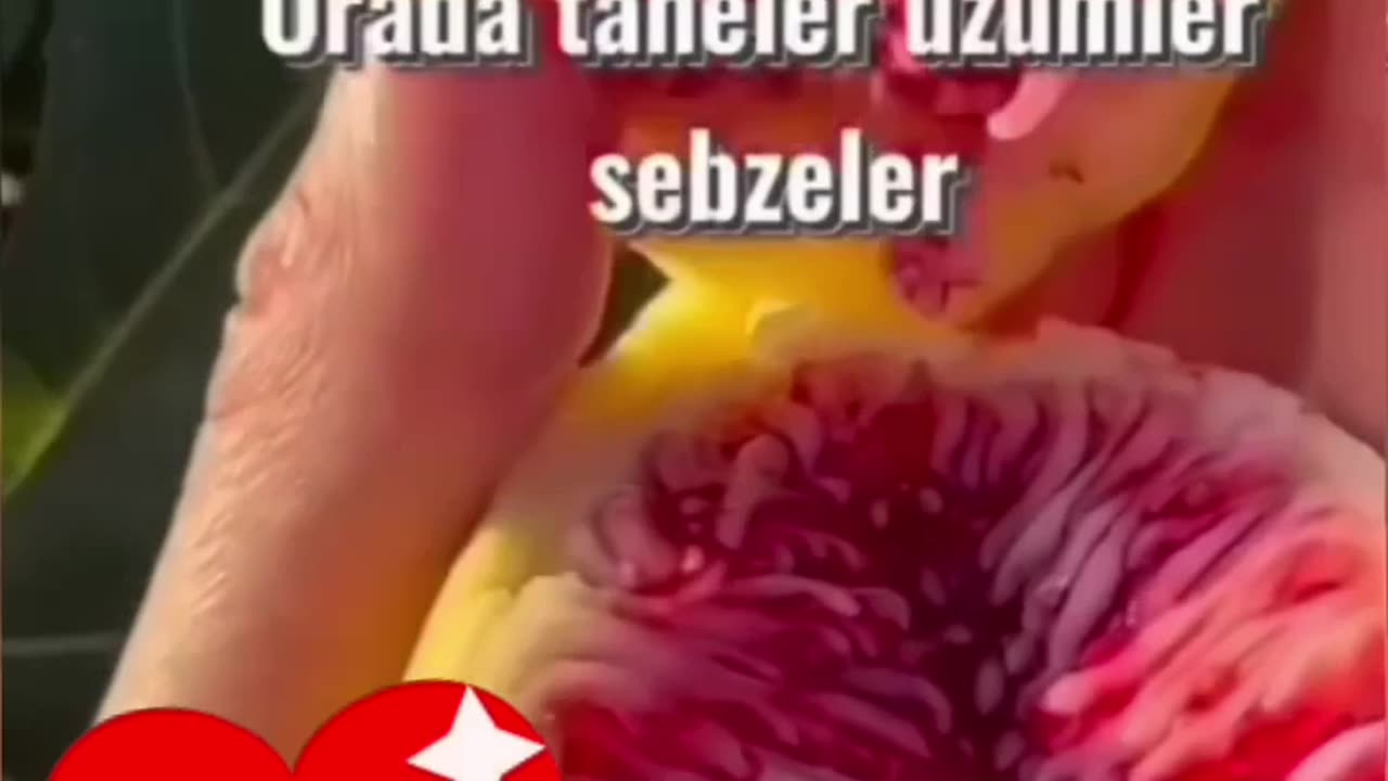 آیات دلنشین