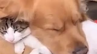 Dog and Cat Best Friends