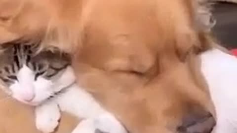Dog and Cat Best Friends