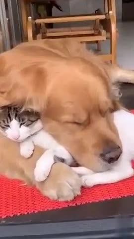 Dog and Cat Best Friends
