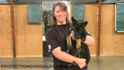 Super Nova German Shepherd