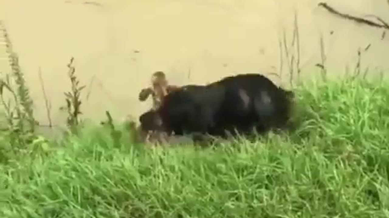 Rescue of the Year