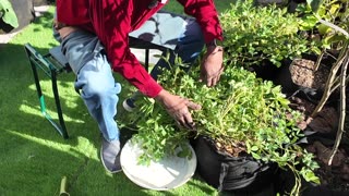 Radish Planting, Haru’s Vet Visit, Japanese Shears Review & Pineapple Winter Move!