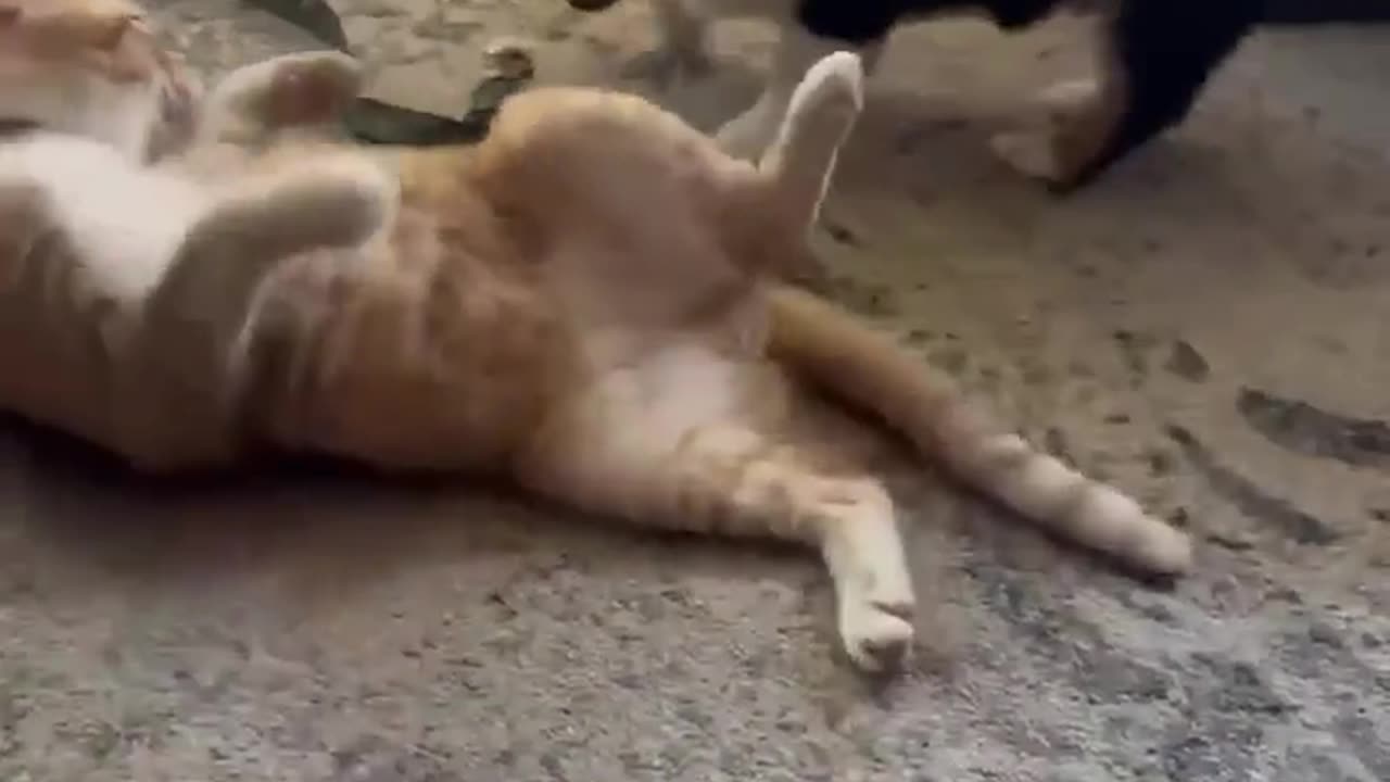 😂🐶 Puppy vs Kitty: The Ultimate Showdown! | FunFM