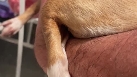 Dog Clings to Arm Getting Her Feet Cleaned
