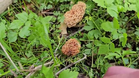 How to Find Morel Mushrooms - Tips & Tricks for Foraging the Best Tasting Thing in the Woods_part3