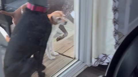 Dramatic Dog Fakes a Limp for Attention