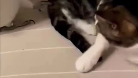 "Parrots and Cats Compilation – Too Funny to Handle! 😂