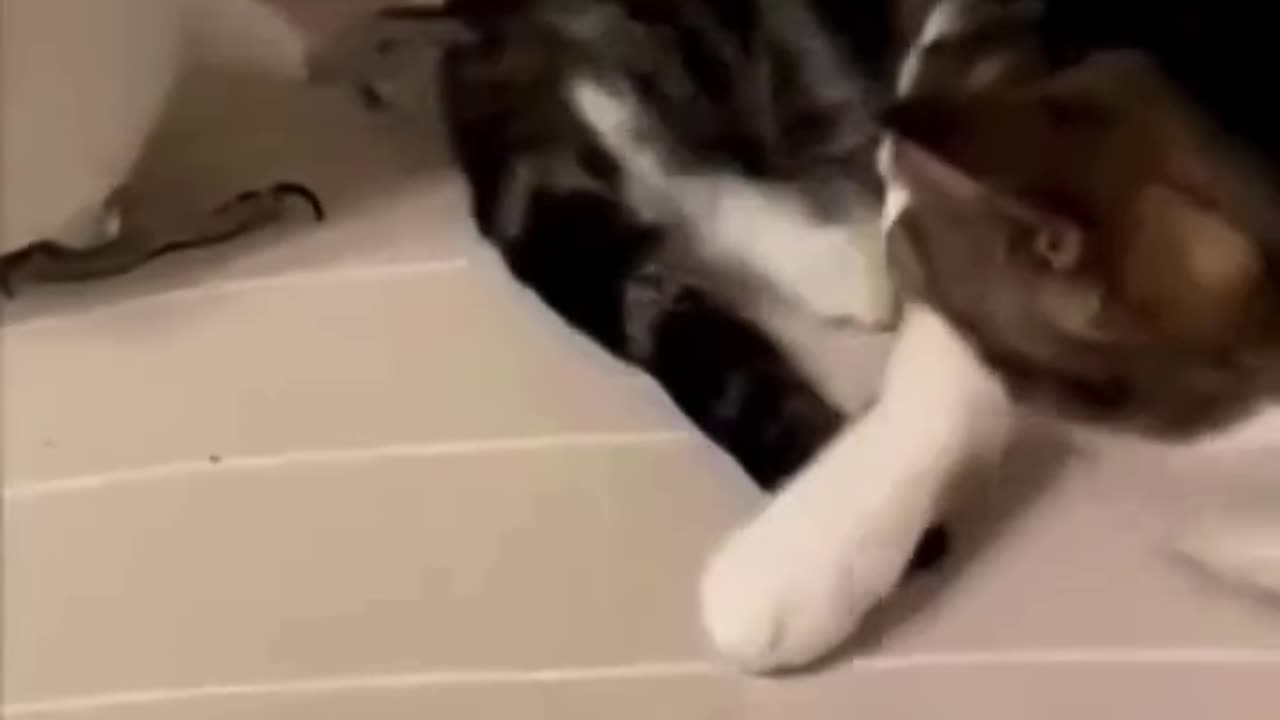 "Parrots and Cats Compilation – Too Funny to Handle! 😂