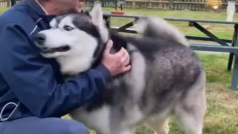 Happy Husky Humps Pub Patron