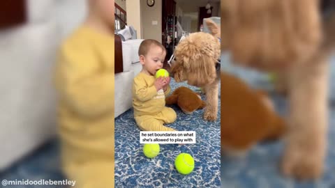 Adorable, Heartwarming and Funny Dog Videos