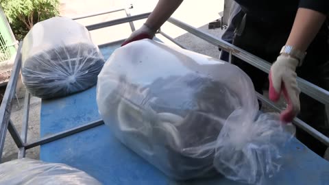 The whole Process of an Amazing Eel farm_Korean food