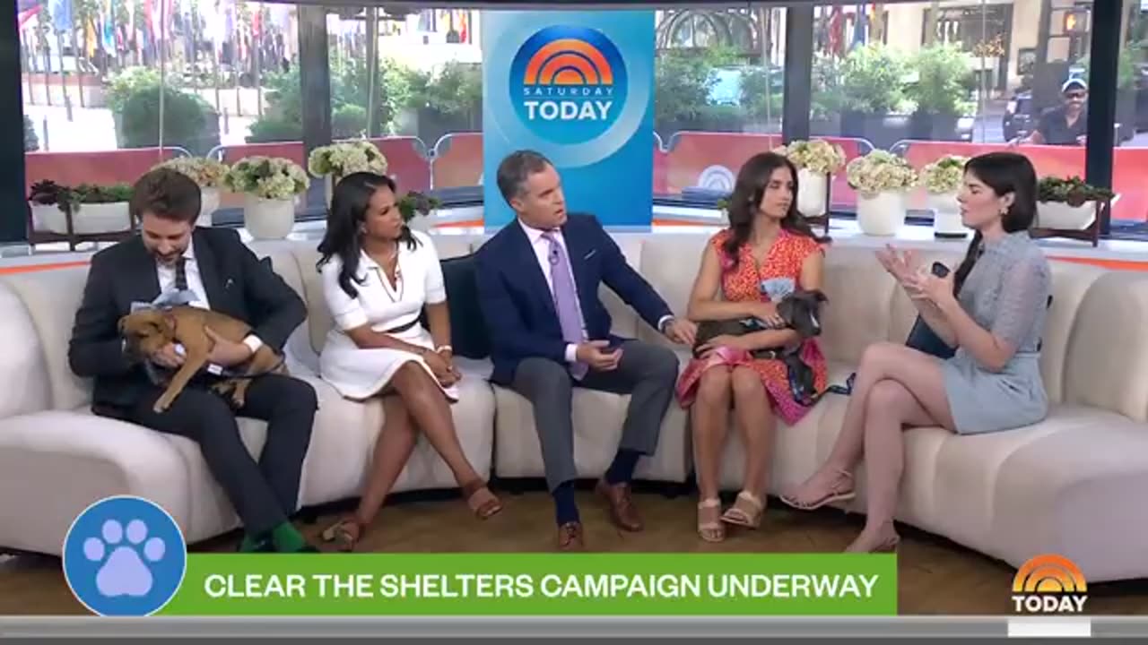 How Clear the Shelters Is Helping Adorable Pets Get Adopted