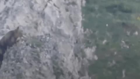 😱🏔️ You Won't Believe This Bear's Mountain Mishap! Climbing Fails | FunFM