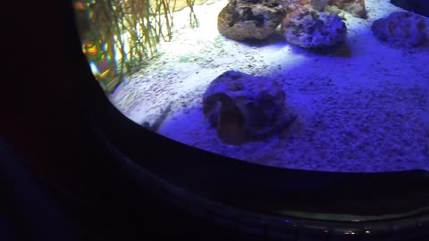 Georgia Aquarium 2020 Vlog 