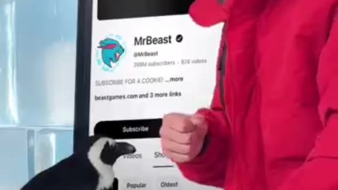 Entertainment video