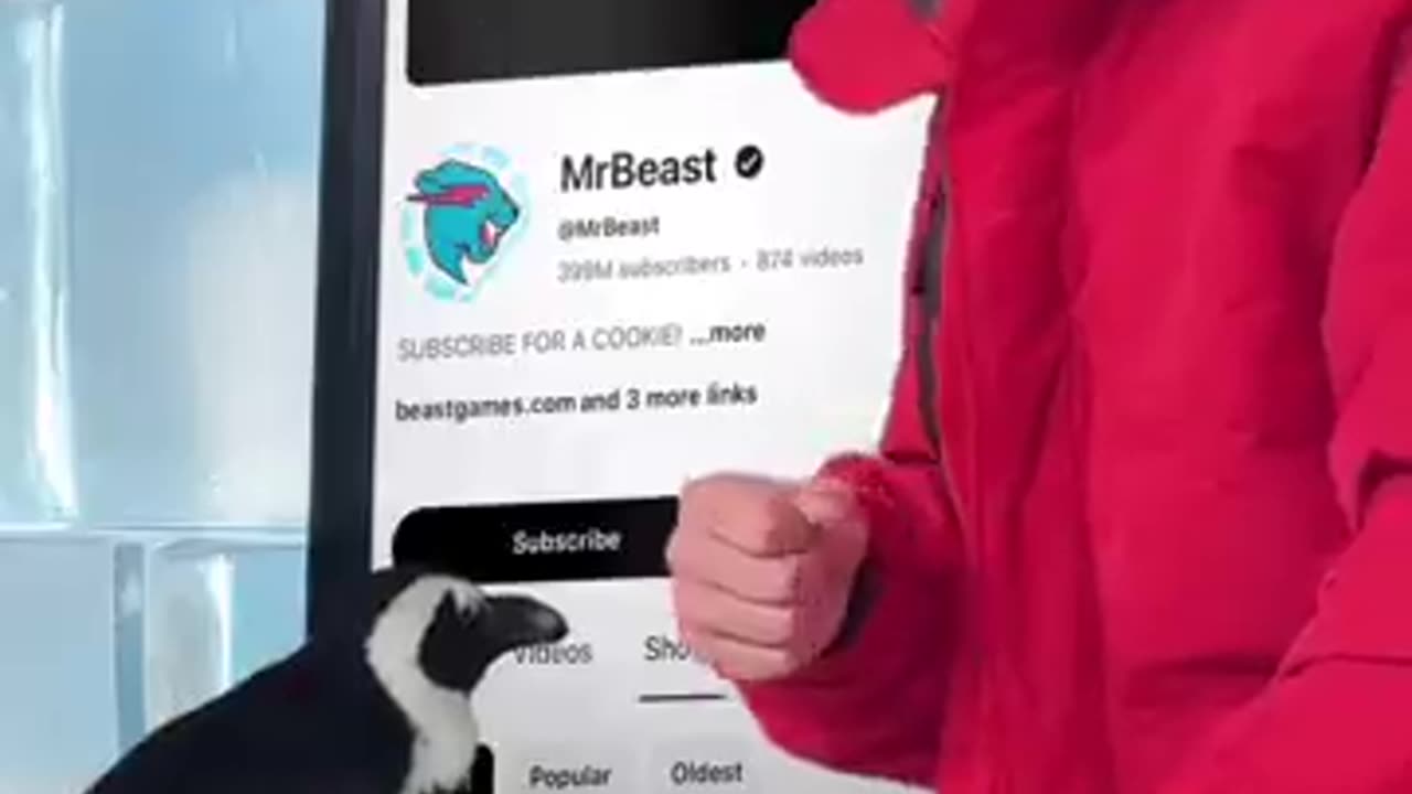 Entertainment video