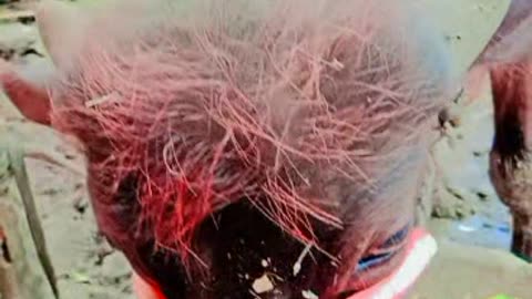 Viral video my pet animal funny 🤣